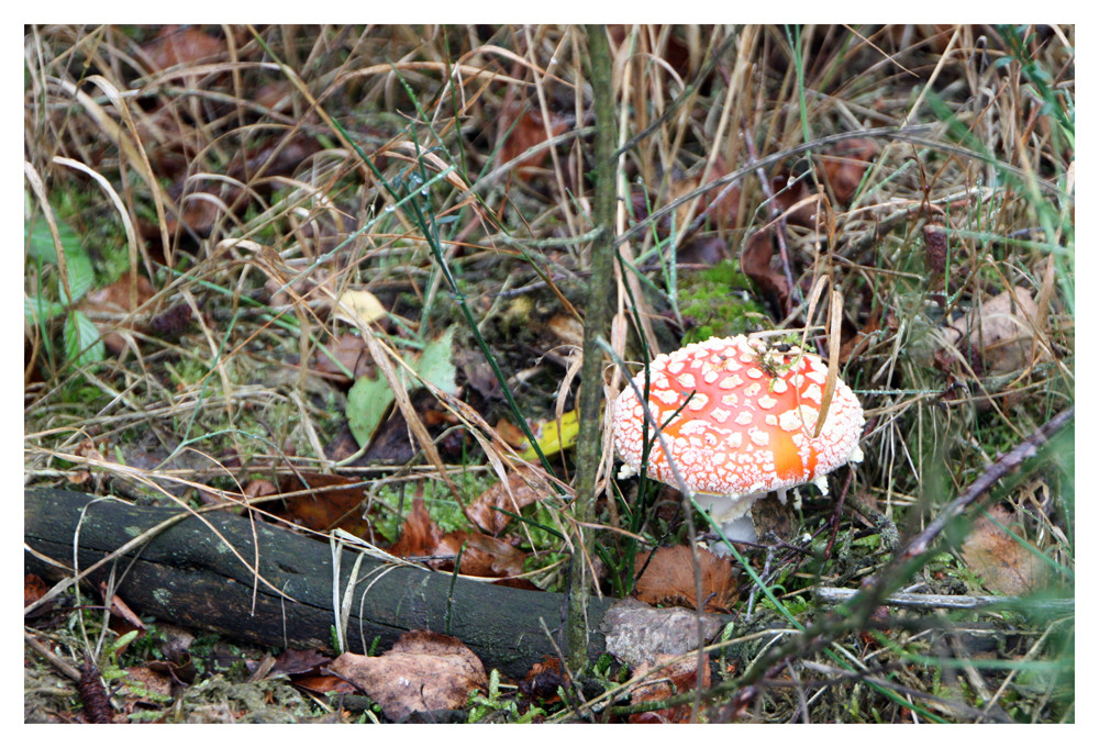 Kunterbunter Herbst II