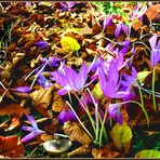 kunterbunter Herbstbeginn