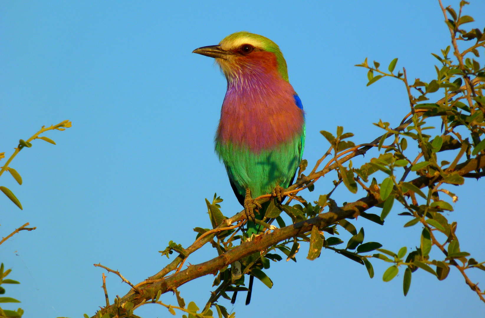 kunterbuntes Farbspiel im Chobe-park