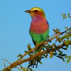 kunterbuntes Farbspiel im Chobe-park