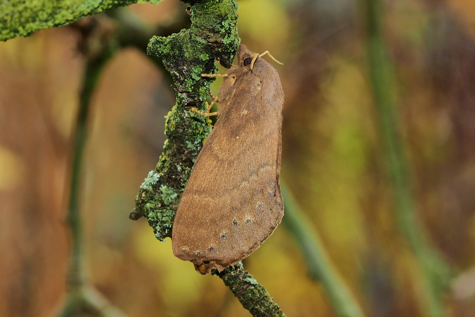 Kunugia siamka,Female,