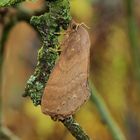 Kunugia siamka,Female,