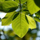 Kupfer-Felsenbirne - Amelanchier lamarckii