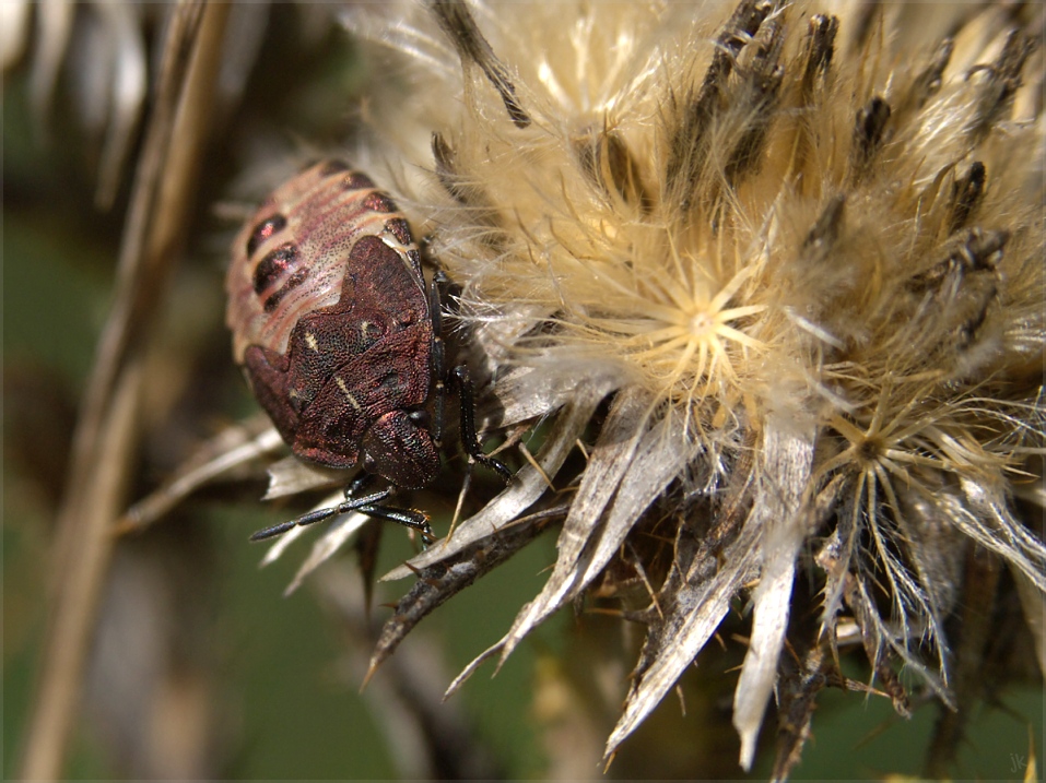 kupfer-glitzer-wanze