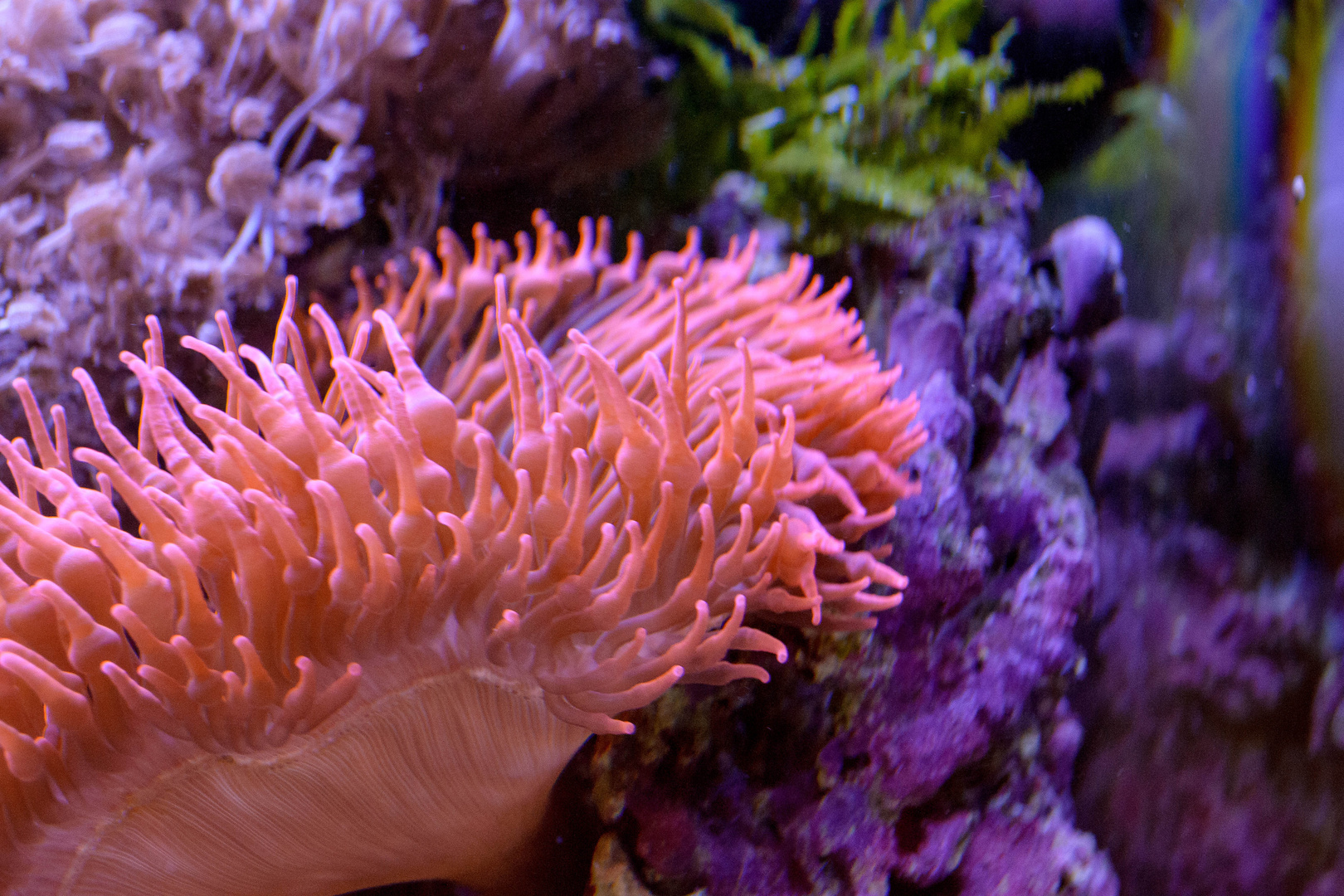 Kupferanemone