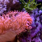 Kupferanemone