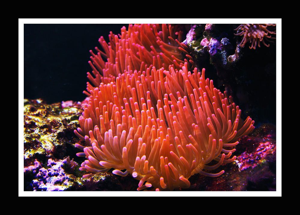 Kupferanemone