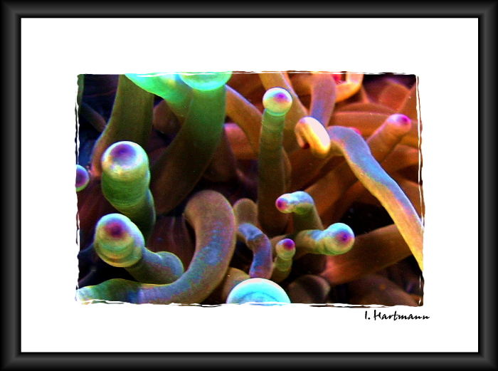 Kupferanemone - Entacmaea quadricolor