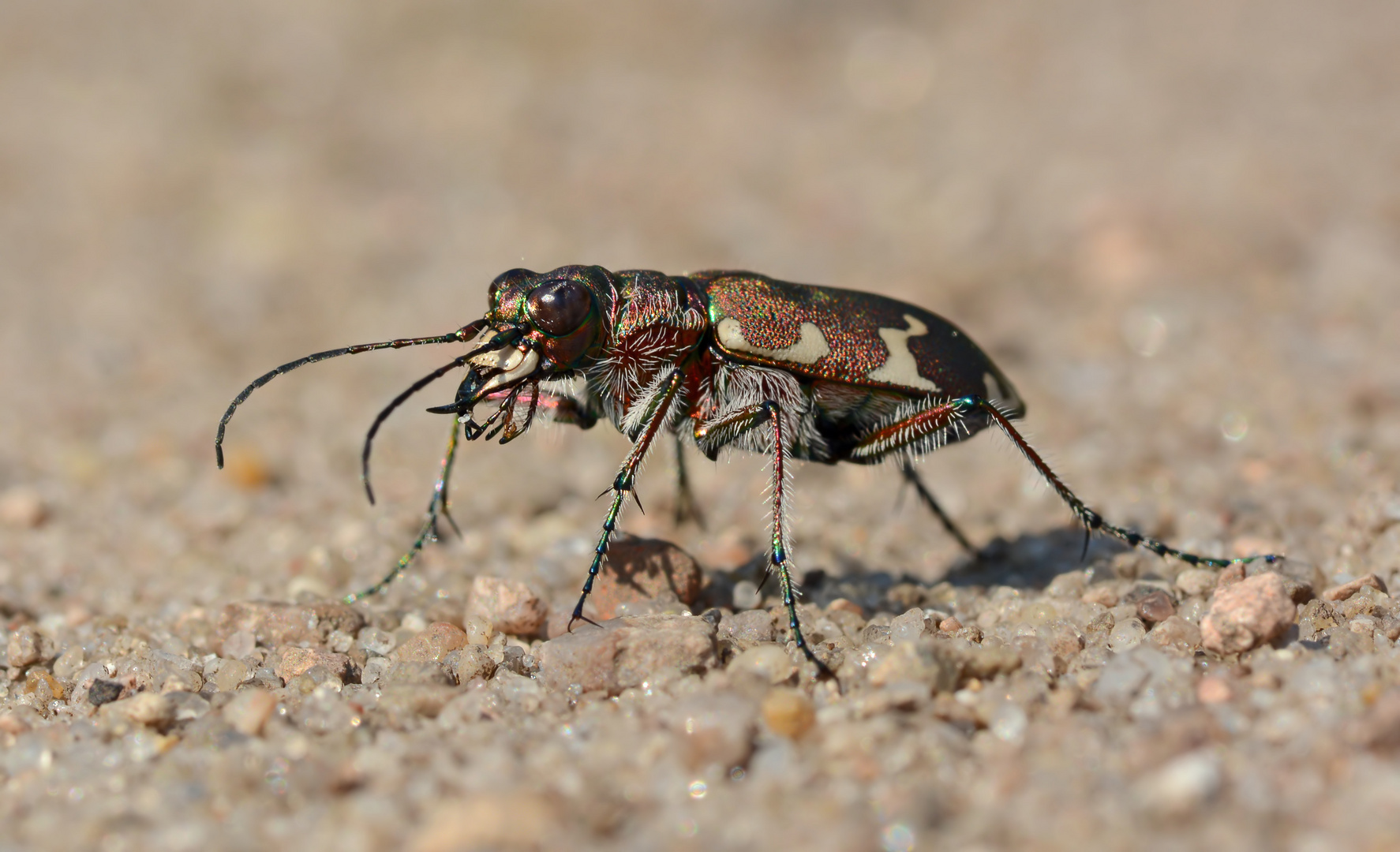 Kupferbraune Sandlaufkäfer