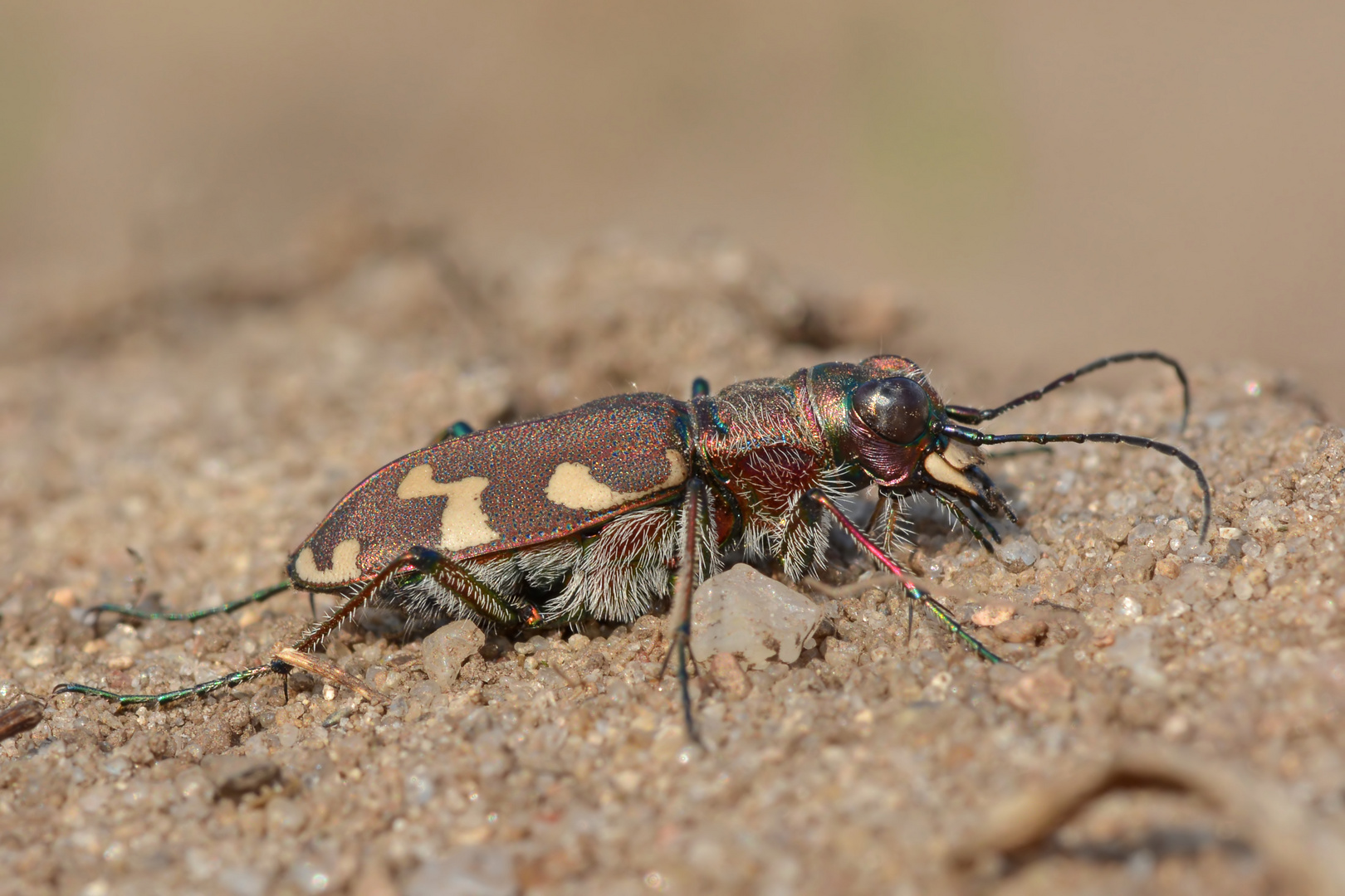 Kupferbrauner Sandlaufkäfer