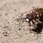 Kupferbrauner Sandlaufkäfer (Cicindela hybrida)