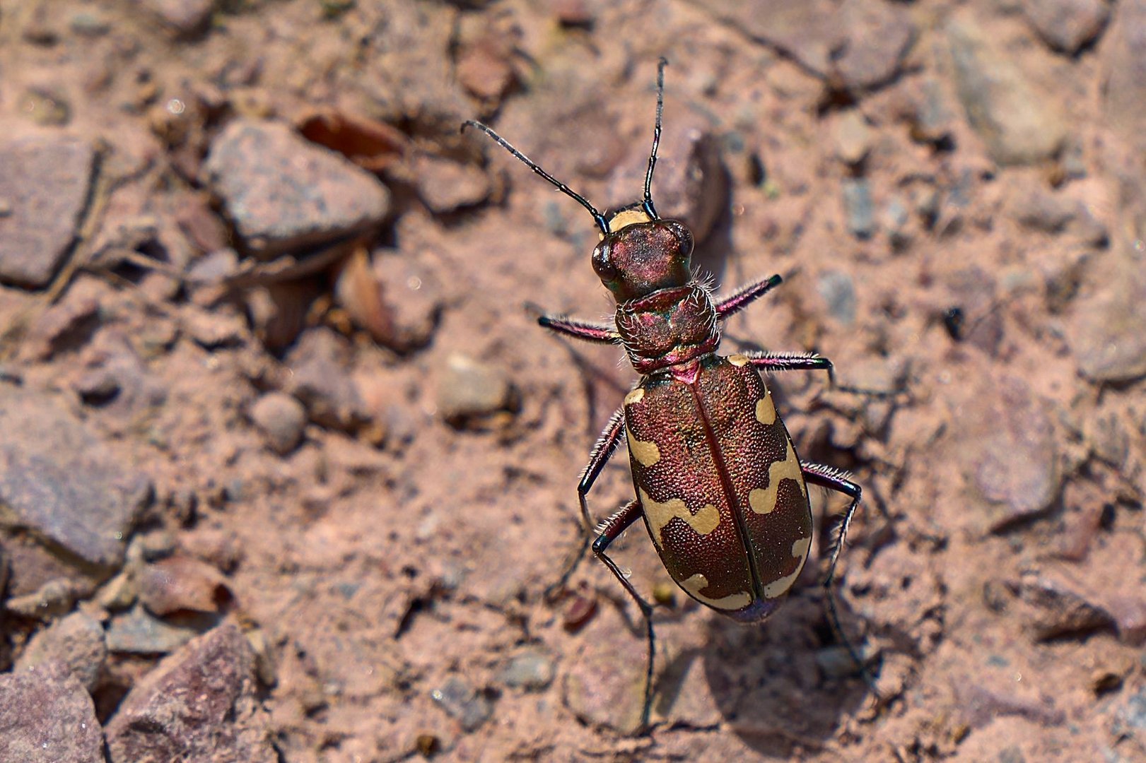 Kupferbrauner Sandlaufkäfer