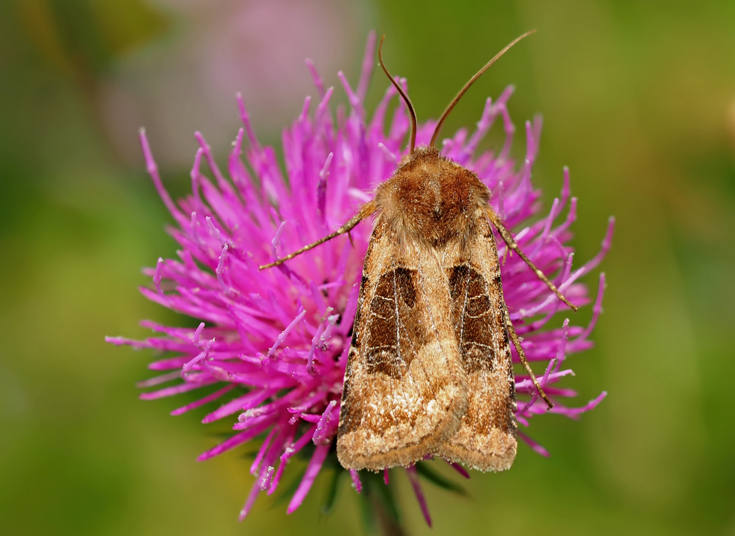  Kupfereule (Chersotis cuprea) - La Noctuelle cuivreuse.