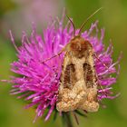  Kupfereule (Chersotis cuprea) - La Noctuelle cuivreuse.