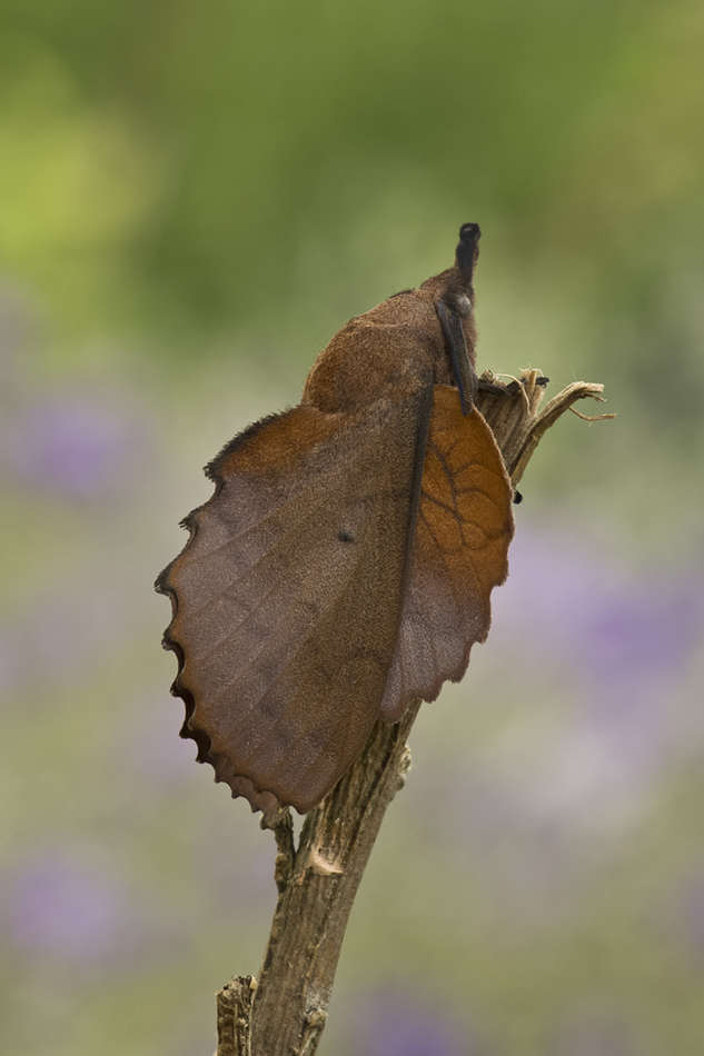 Kupferglucke (Gastropacha quercifolia)