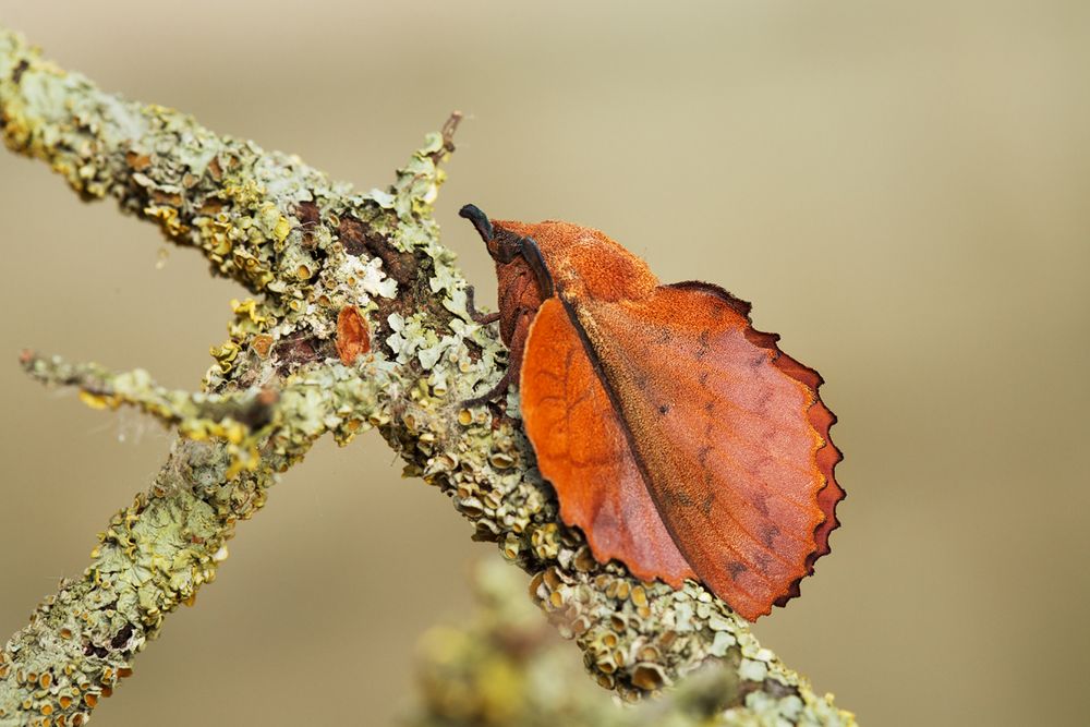 Kupferglucke (Gastropacha quercifolia)