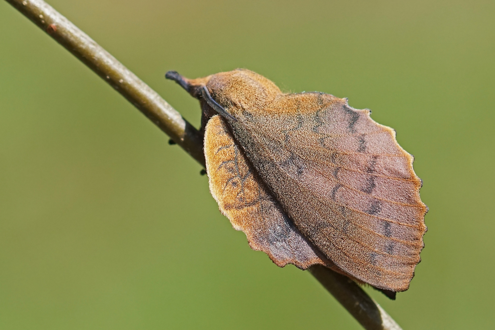 Kupferglucke (Gastropacha quercifolia), Männchen