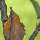 Kupferglucke(Gastropacha quercifolia)