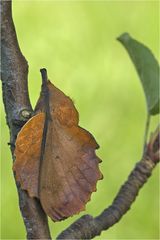 Kupferglucke(Gastropacha quercifolia)