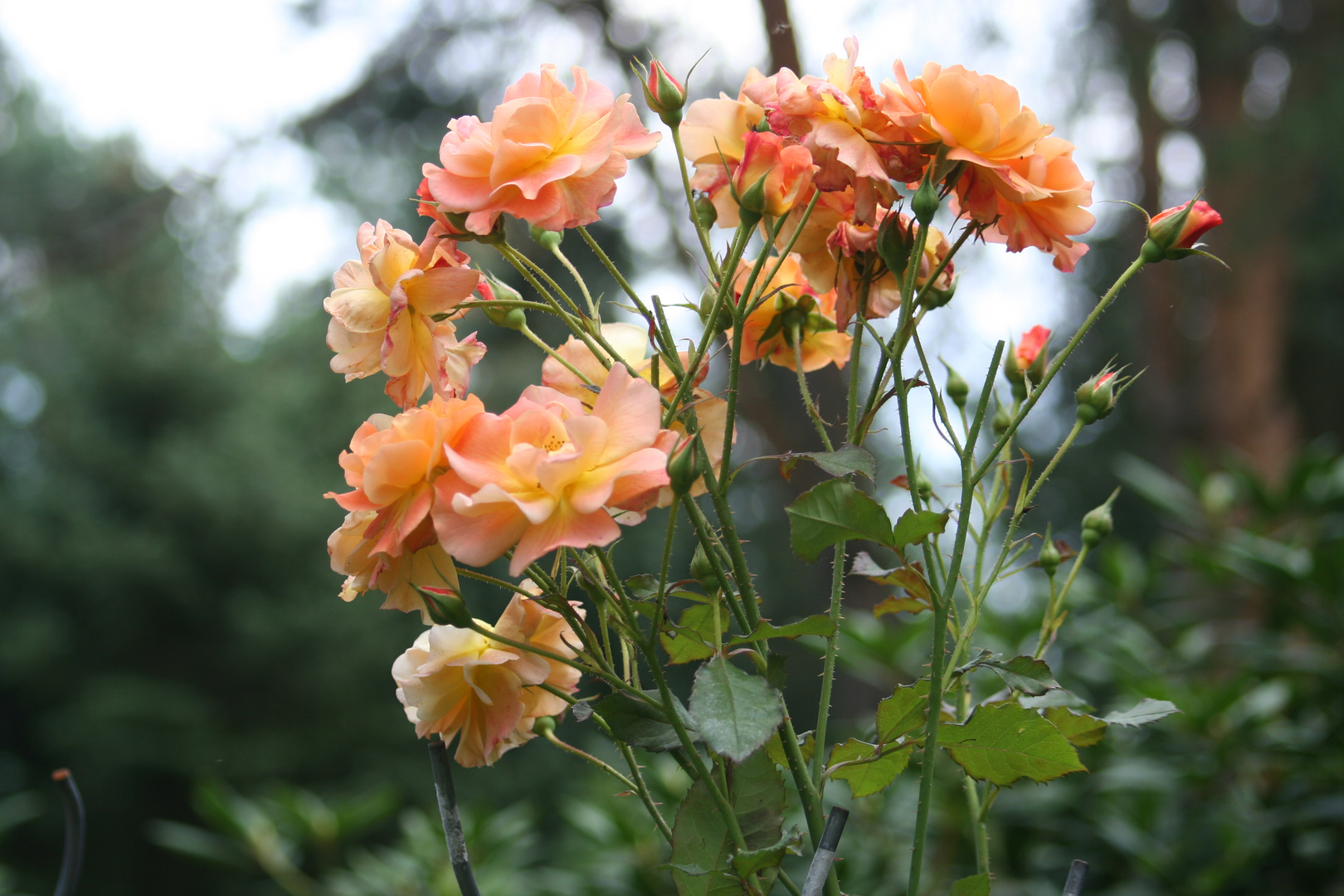 Kupferorange blühende Rose namens Westerland