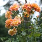 Kupferorange blühende Rose namens Westerland