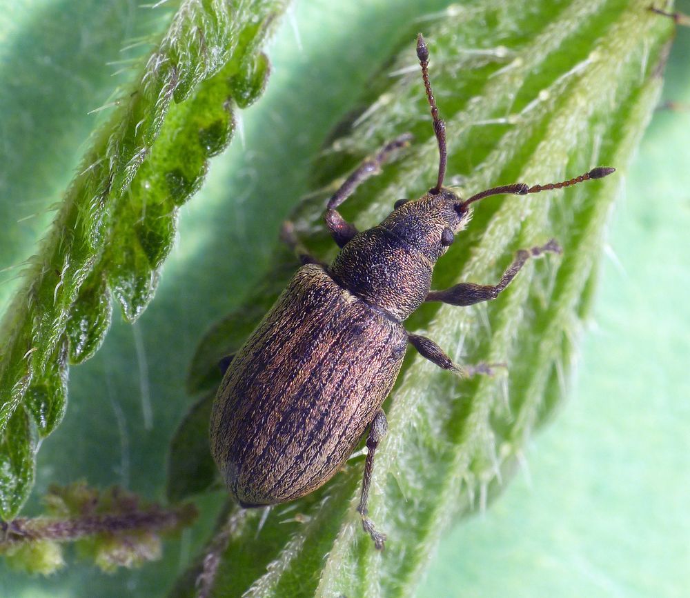 Kupferroter Birnen-Grünrüssler (Phyllobius pyri)