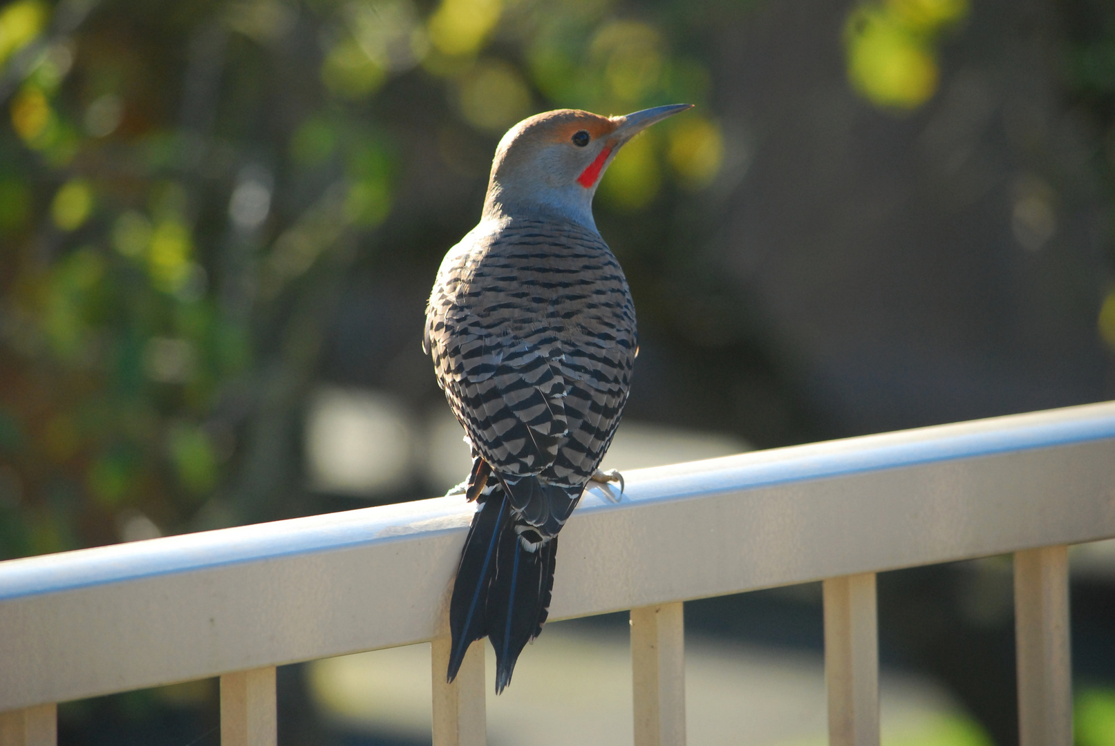 Kupferspecht - Northern Flicker I