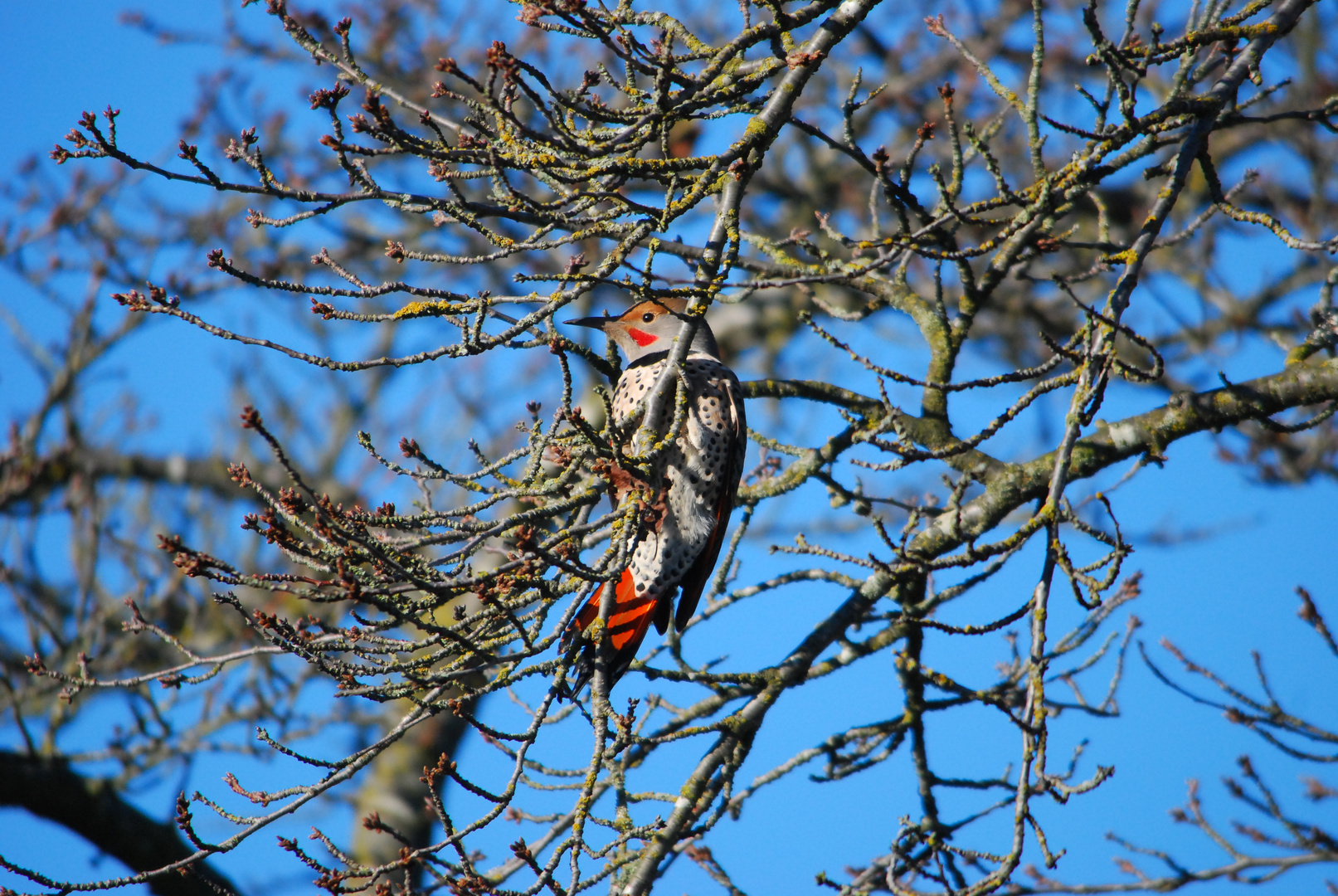 Kupferspecht - Northern Flicker II