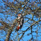 Kupferspecht - Northern Flicker II