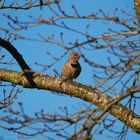 Kupferspecht - Northern Flicker III