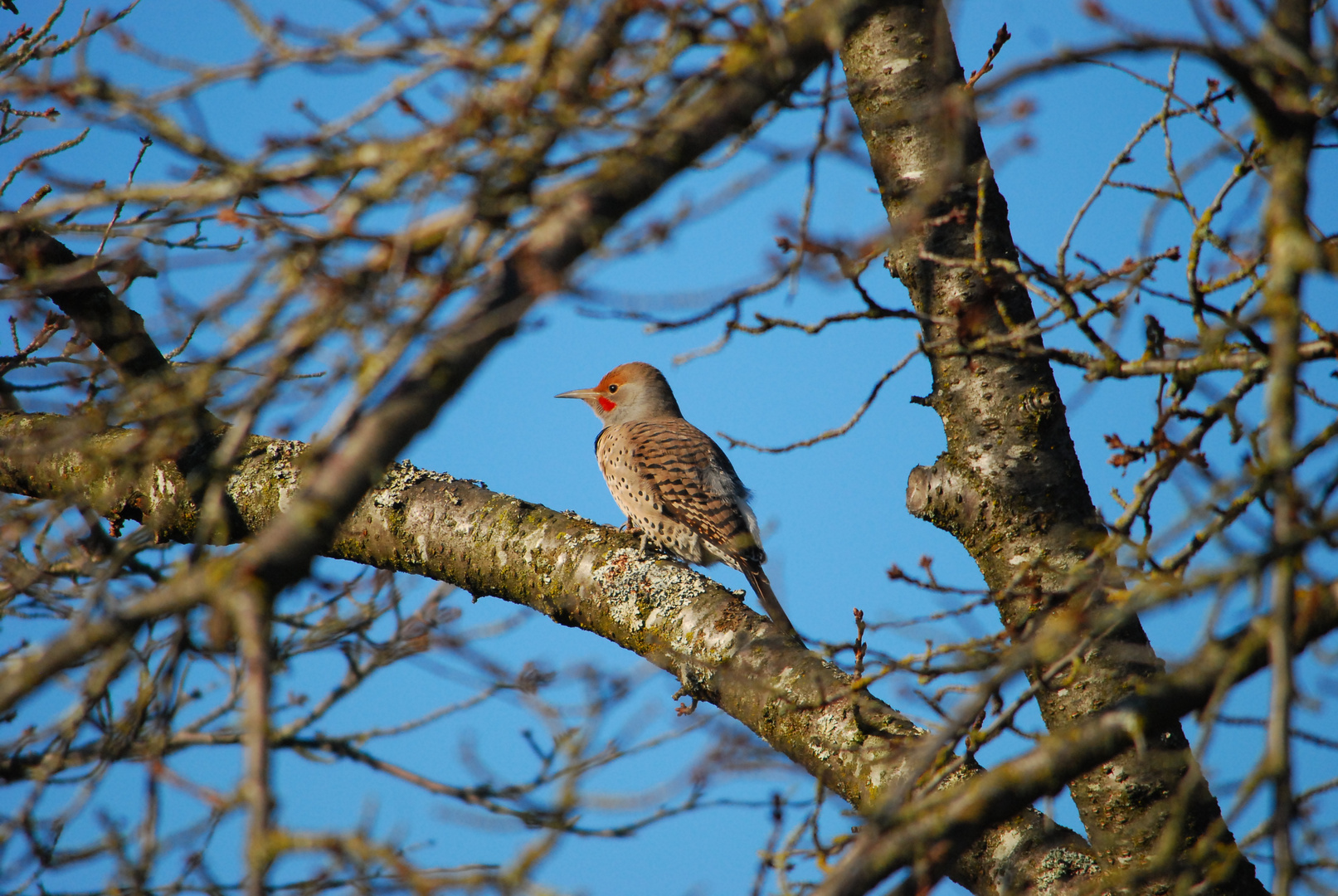 Kupferspecht - Northern Flicker IV