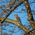 Kupferspecht - Northern Flicker IV