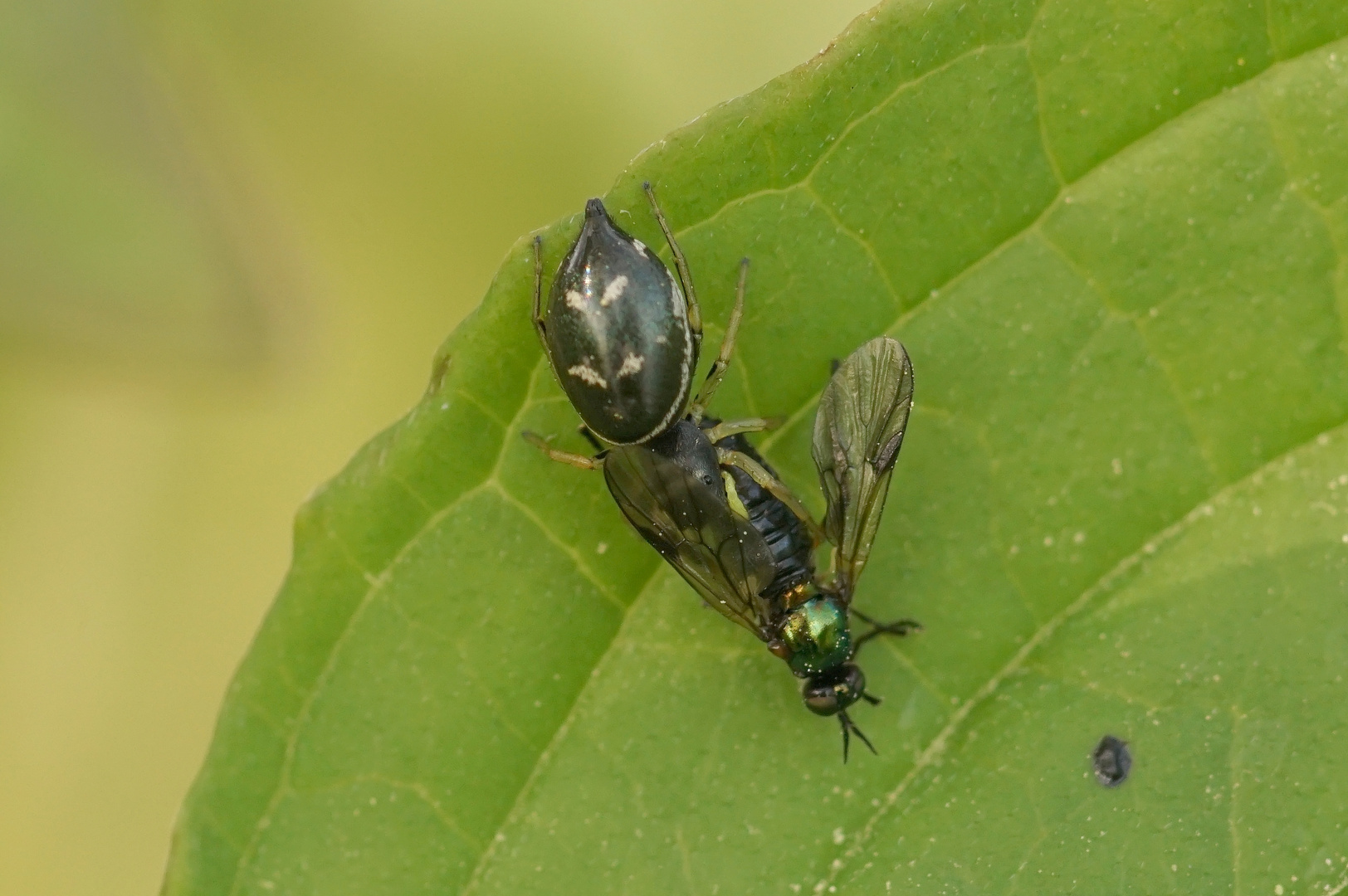 Kupfrige Sonnenspringspinne