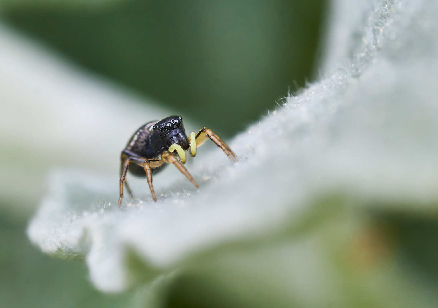 Kupfrige Sonnenspringspinne