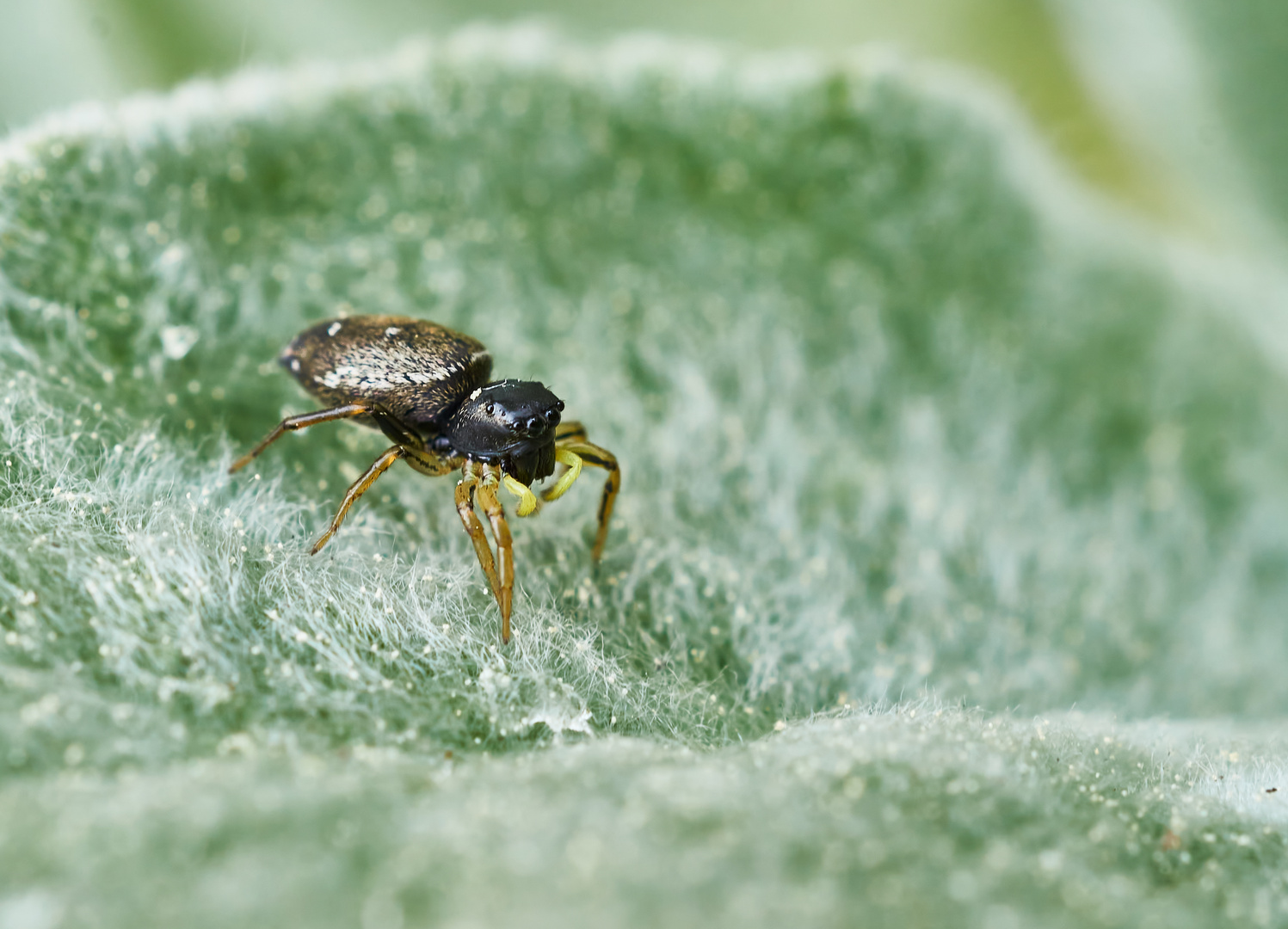 Kupfrige Sonnenspringspinne