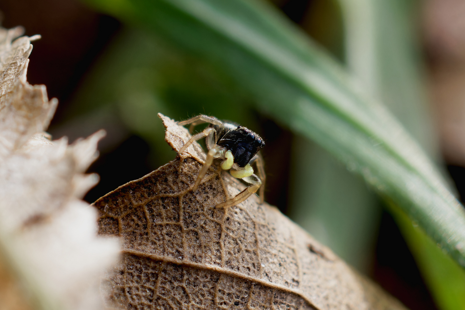 Kupfrige-Sonnenspringspinne - Heliophanus cupreus - Coppery Sunspider00013_DxO