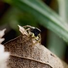 Kupfrige-Sonnenspringspinne - Heliophanus cupreus - Coppery Sunspider00013_DxO