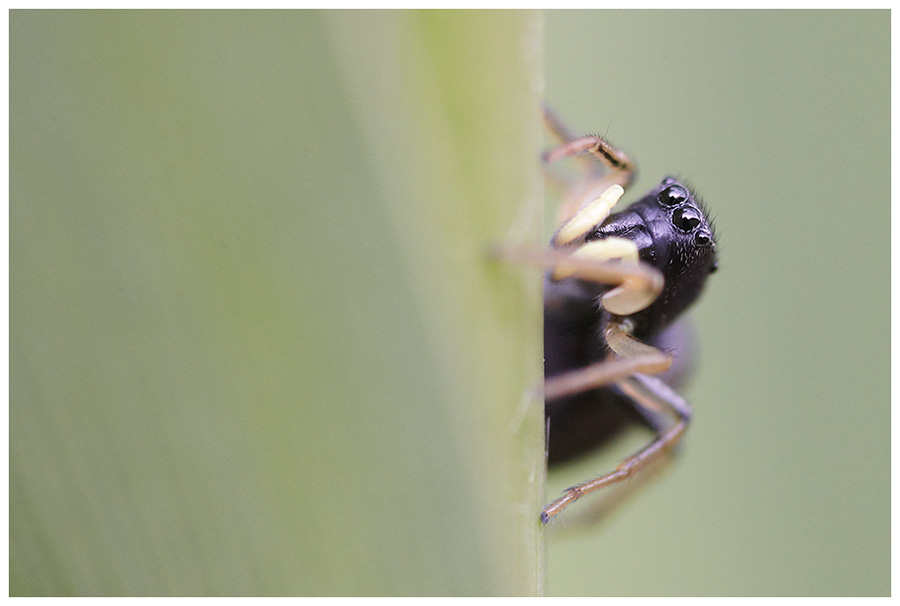 Kupfrige Springspinne (Heliophanus cupreus)