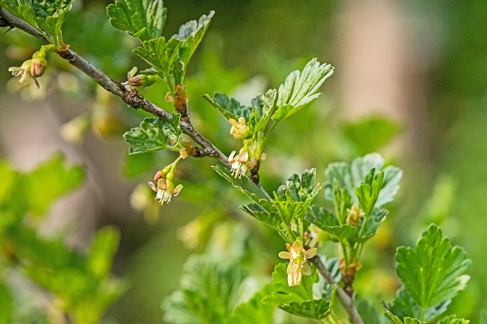 kuprart_2021_0144 Johannisbeere Blüte