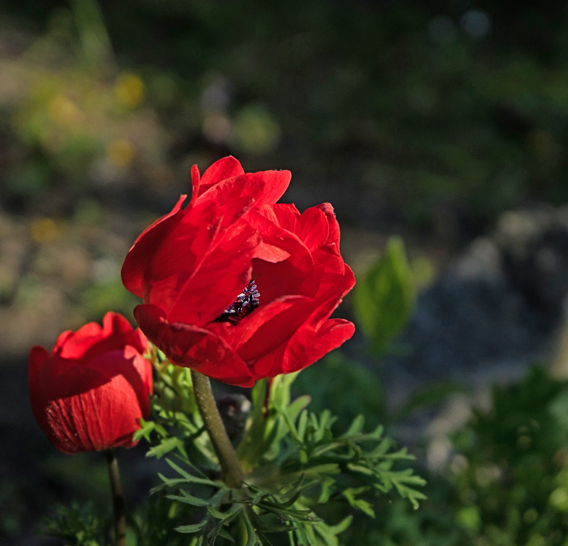 kuprart_2021_0240 Mohn ist auch eine Blume