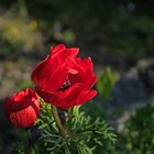 kuprart_2021_0240 Mohn ist auch eine Blume