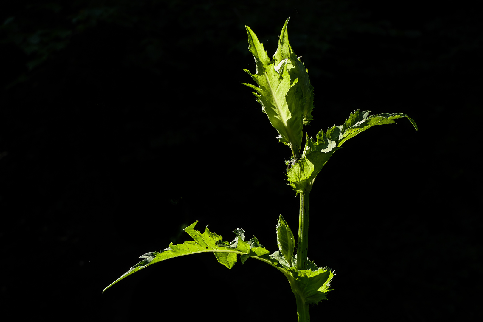 kuprart_2021_0316Kohlkratzdistel