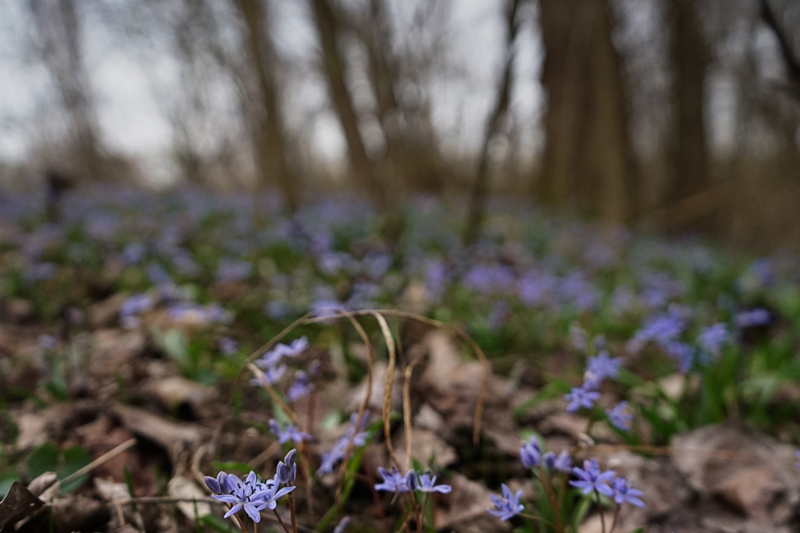 kuprart_2024_0016_Blaustern im Auwald