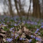 kuprart_2024_0016_Blaustern im Auwald