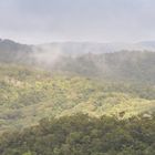 Kuranda Rainforest