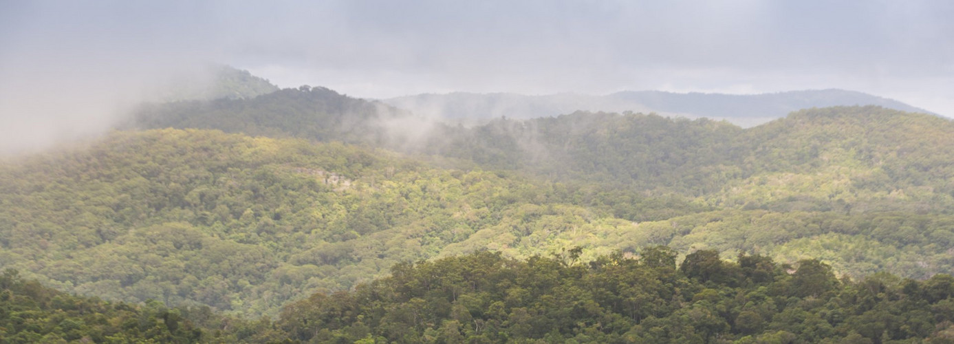 Kuranda Rainforest