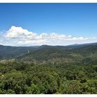 Kuranda Rainforest