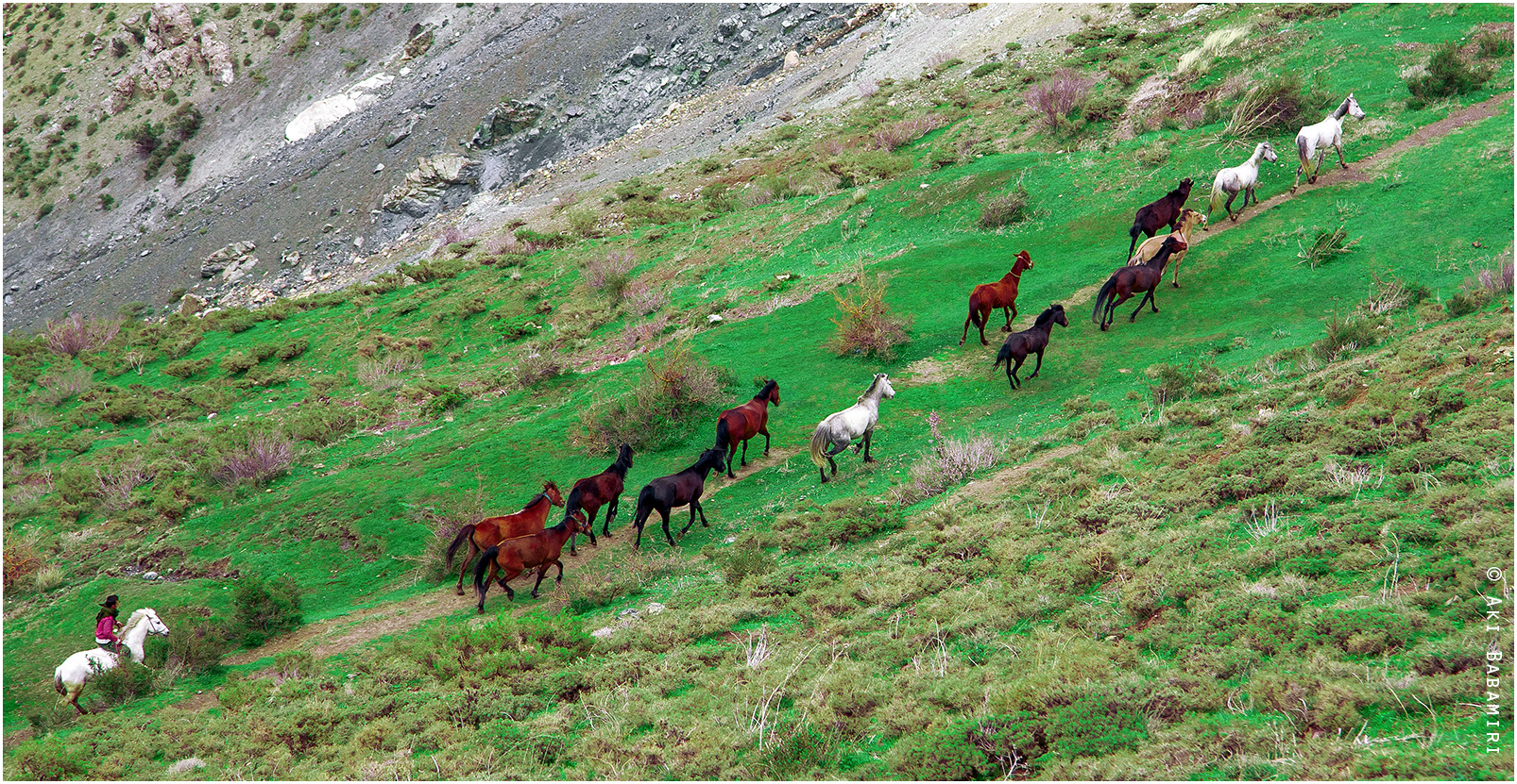 Kurdish Horses