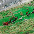 Kurdish Horses