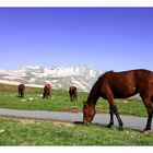 Kurdistan-Horses